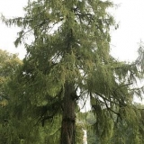 Kakva četinarska stabla bacaju iglice za zimu